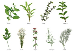 Herbes aromatiques via blog.webecologie.com