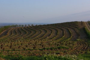 Vignes en terrasses à Faugères