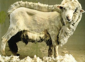 Mouton en cours de tonte via ouessant.moutons.free.fr