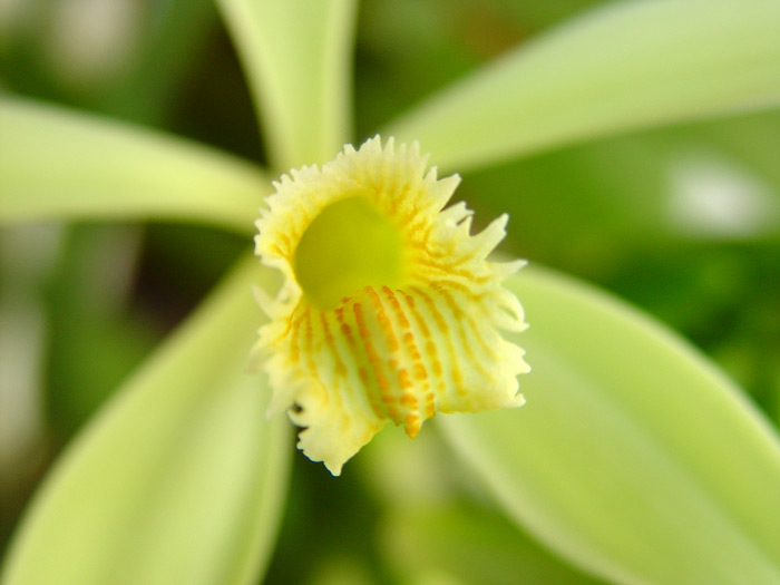 fleur de vanille de tahiti via tahitimaeva com