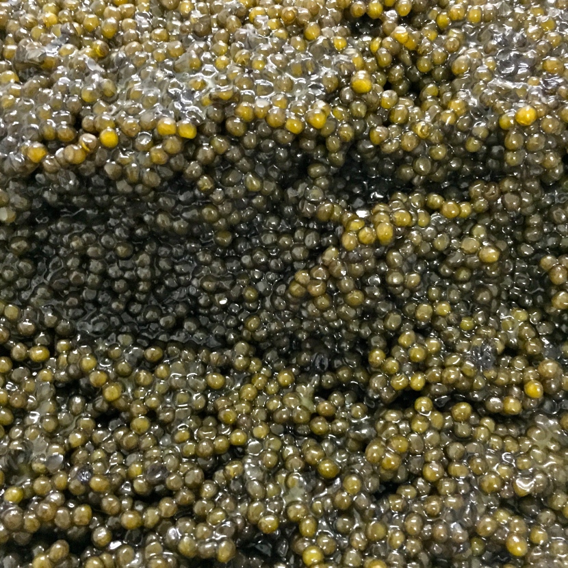 Caviar Kristal (Chine) © Greta Garbure